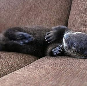 Meet your Posher, Dianne